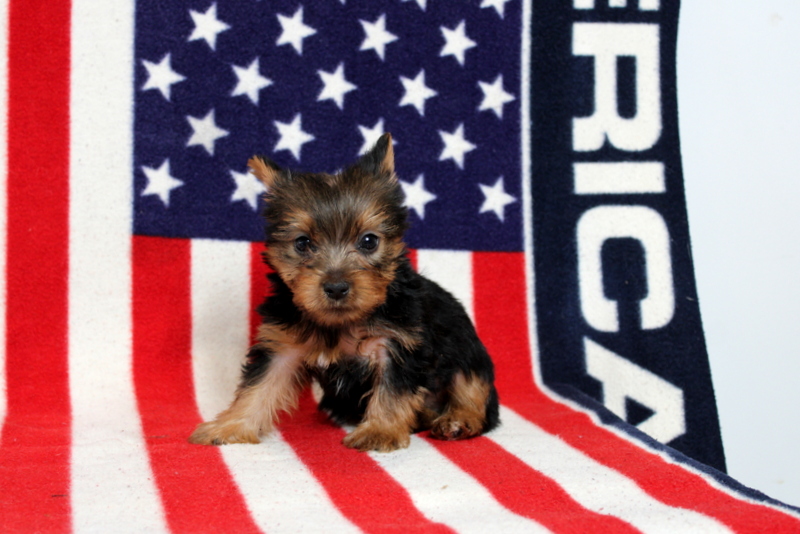 puppy, for, sale, Yorkshire Terrier, Matthew B. Stoltzfus, dog, breeder, Gap, PA, dog-breeder, puppy-for-sale, forsale, nearby, find, puppyfind, locator, puppylocator, aca